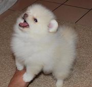 2 mini Adorable Pomeranian puppies for a new home
