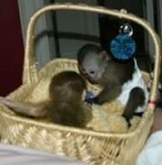 Baby Capuchin monkeys