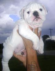 caring english bulldog puppies for lovely homes