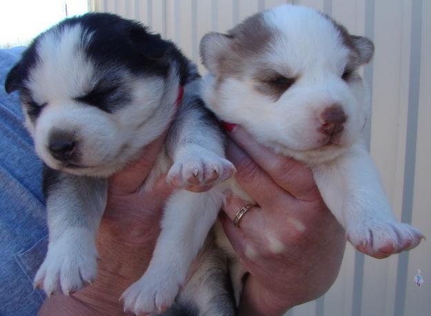 Siberian Husky Puppies For Free. cute siberian husky puppies